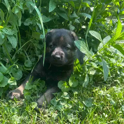 Chiot femelle berger allemand CCC / Puppy German Shepherd CKC, View more