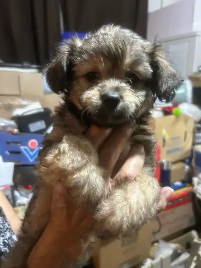 Dogs for sale, View more