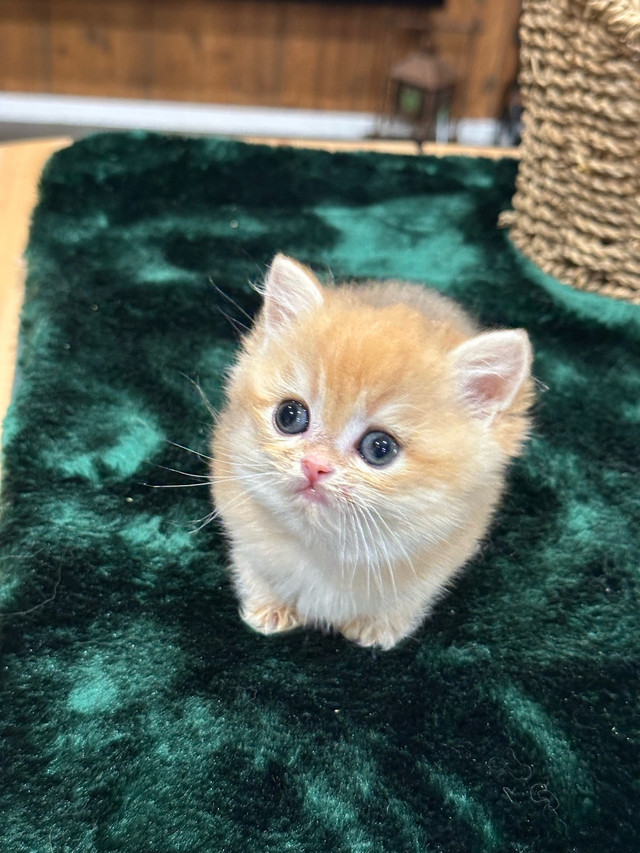 British shorthair lovely Ny12, Ny11 in Cats & Kittens for Rehoming in Calgary - Image 3