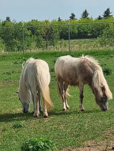 project ponies, View more