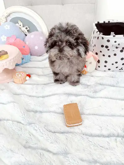 Cute Toy poodle puppies, View more