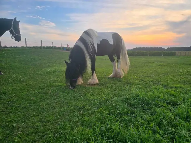 stallion in Horses & Ponies for Rehoming in Owen Sound - Image 2