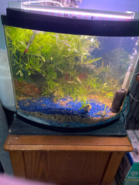 Fish tank with filter AND FISH
