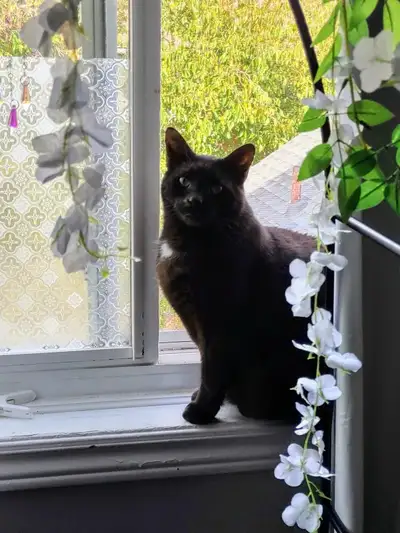 Cat for Rehoming, View more