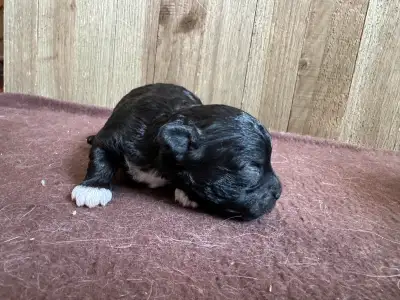 Chiots de race Shihpoo, View more