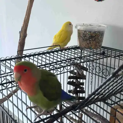 Going on vacation and need a bird sitter. Please message for more info. Thank you