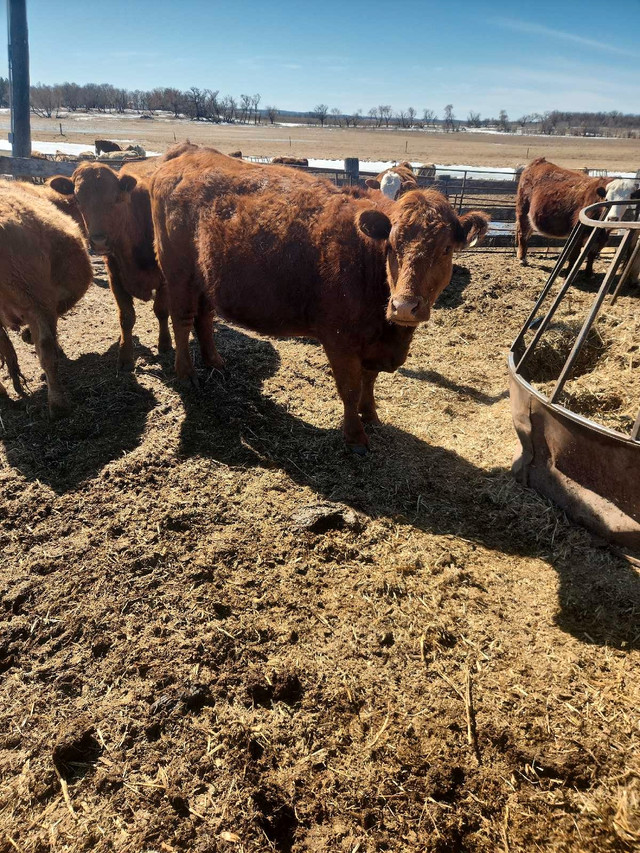 Young bred cows in Livestock in Portage la Prairie