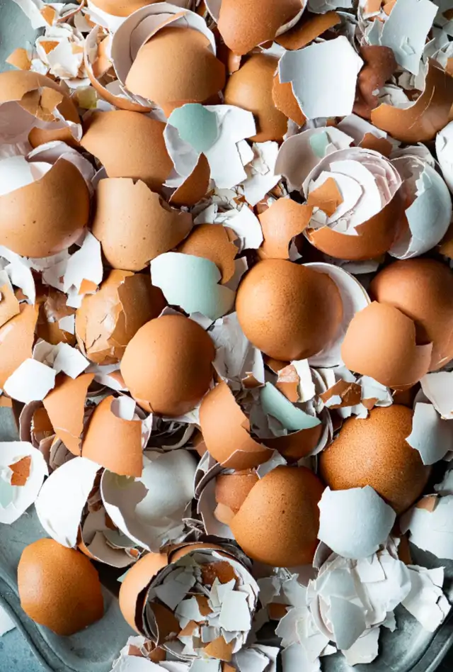 Looking for egg shells