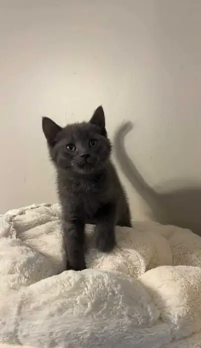 beautiful Russian blue  male kitten , View more