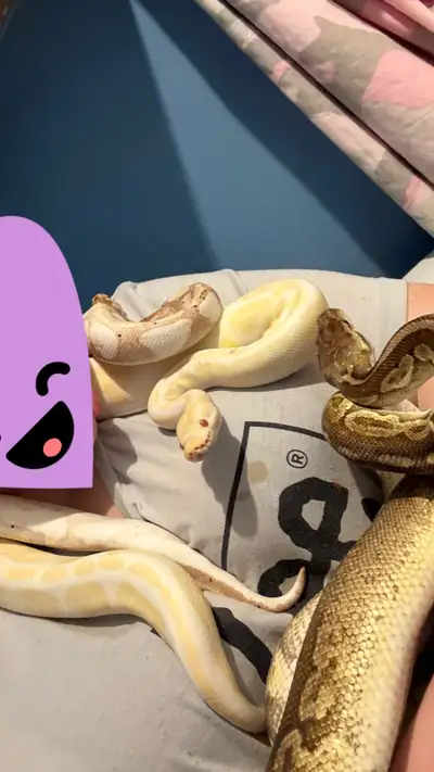 3 ball pythons for sale Male is a sugar banana ready to breed Female white albino ready to breed Bro...