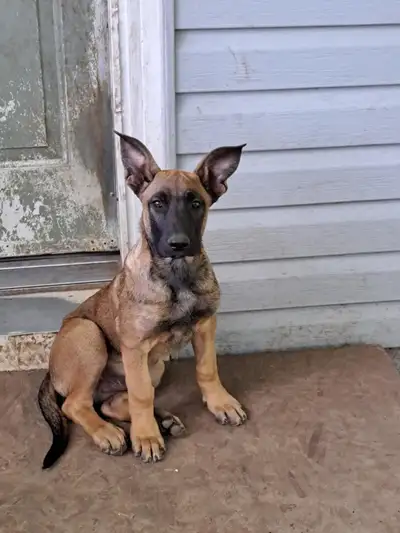 Belgain Malinois puppies looking for there forever home there’s 3 males left there house trained the...