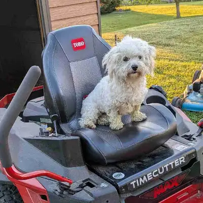 Sweet Adult Female Havanese Dog For Sale, View more