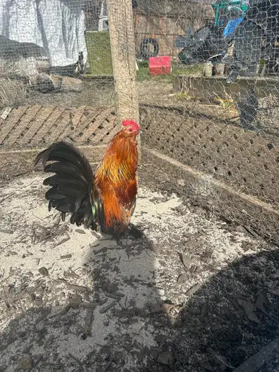 Belgian D’Uccle rooster , View more