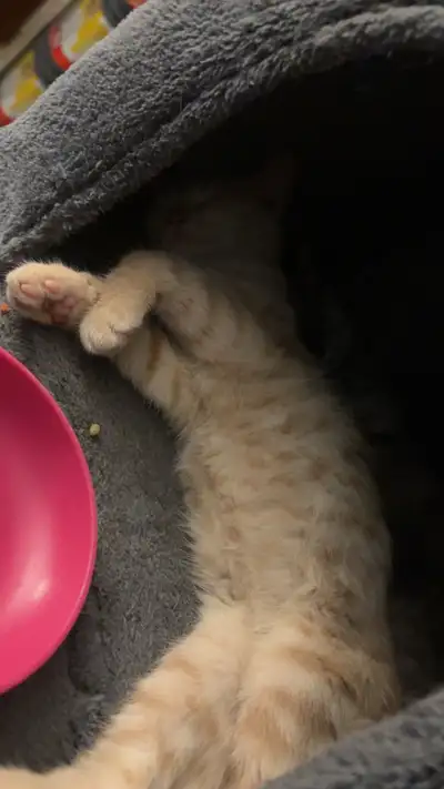 11 week old kittens, View more