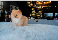 One of a kind female Pom puppy