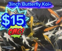 Butterfly Koi $15 each &  4-1/2 inch•Japanese koi $35each