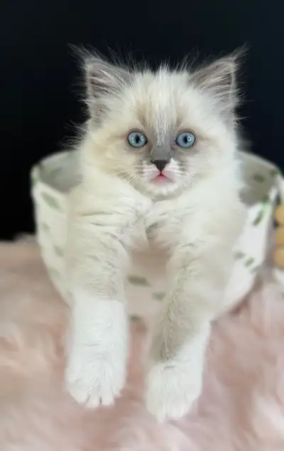 Gorgeous TICA Registered Ragdoll Kittens, View more