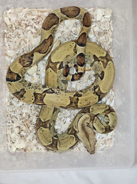 Snake collection for sale