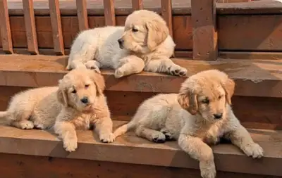 Magnifique portée de chiot Golden retriever, née le 1er avril prêt à partir le 2 juin dans leur fami...