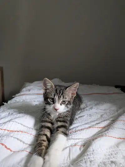 3 kittens needing loving homes, View more