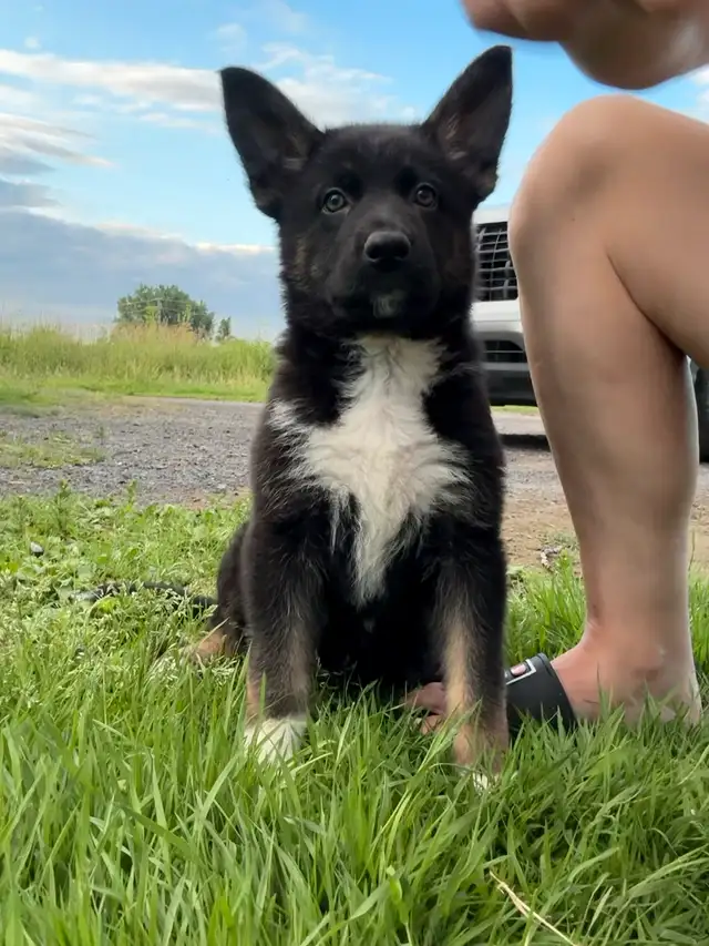 German Shepherd puppies in Dogs & Puppies for Rehoming in Ottawa - Image 3