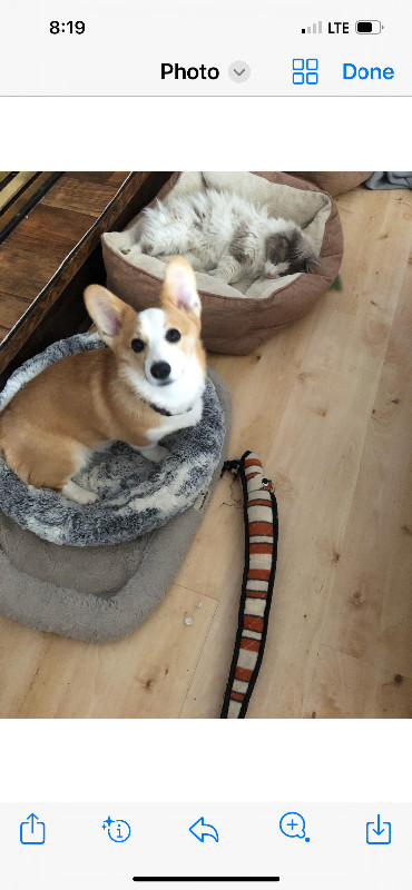Corgi red & white female in Dogs & Puppies for Rehoming in St. Albert