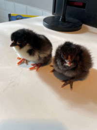 2 mixed chicks