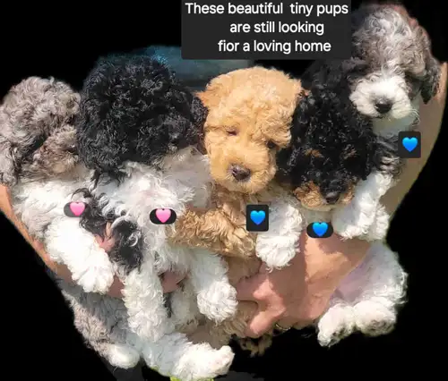 Gorgeous little pup's. 3 boys,2 girls Still available. Ready to go home June 21/22./2025 6 to 9lbs f...