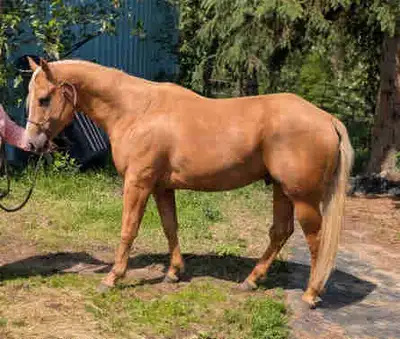 Registered Quarter horse, Palomino Stallion !!, View more