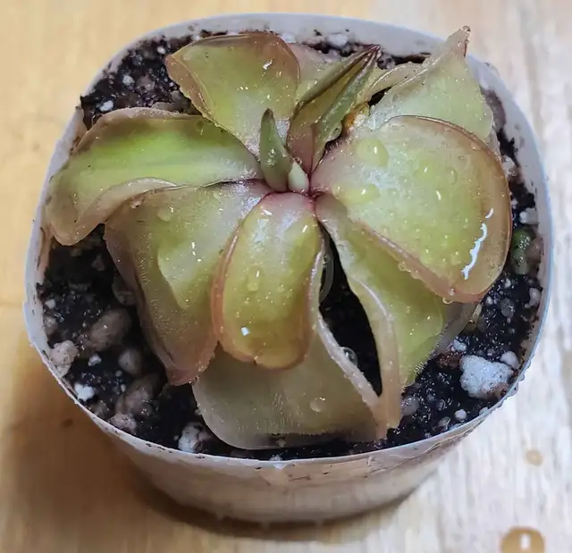 Pinguicula Hemiepiphytica x Emarginata butterwort carnivorous pl in Plants, Fertilizer & Soil in City of Toronto - Image 7
