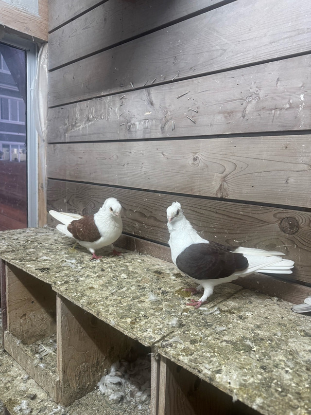 pigeon for sale  in Birds for Rehoming in Edmonton