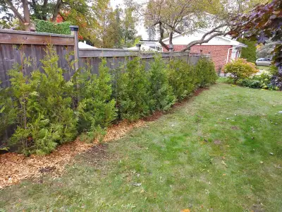 Eastern White Cedar Trees 3-12ft sizes available Perfect for privacy hedges! Pick up, delivery or pl...