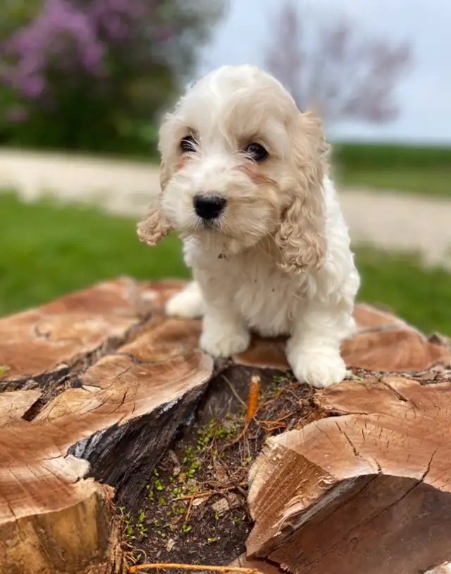 mini Cockapoo puppies  in Dogs & Puppies for Rehoming in Oakville / Halton Region - Image 3