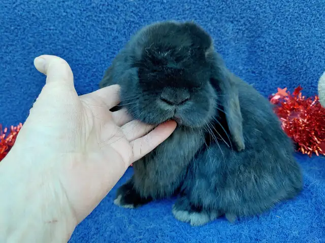 EXTRAORDINARY BABY HOLLAND LOPS in Small Animals for Rehoming in Ottawa - Image 10