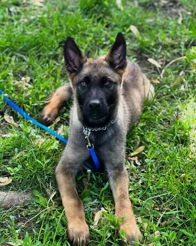 Update: Two German Shepherd puppies still looking for there forever homes ❤️ 1 Male & 1 Female puppi...