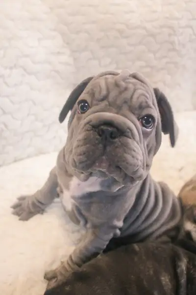 Meet Skye – a playful and loving French Bulldog puppy looking for her forever home! She has received...