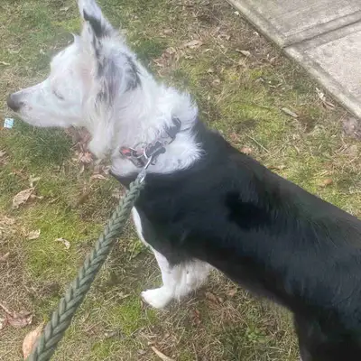 Hello, my daughter and I are currently looking for a pet friendly rental in Nanaimo Bc to move into...