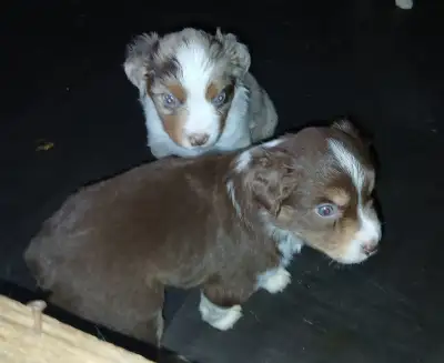 Miniature Australian Shepherds for Sale, View more