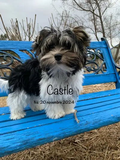 4 mâles Yorkshire Biewer prêt à être adopté par leur nouvelle famille!! Castle: né le 20 novembre 20...