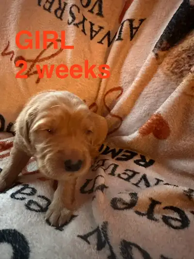 Purebred Golden Retriever Puppies Located in West Kelowna, View more