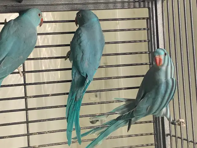 Indian Ringnecks in Birds for Rehoming in Delta/Surrey/Langley - Image 4