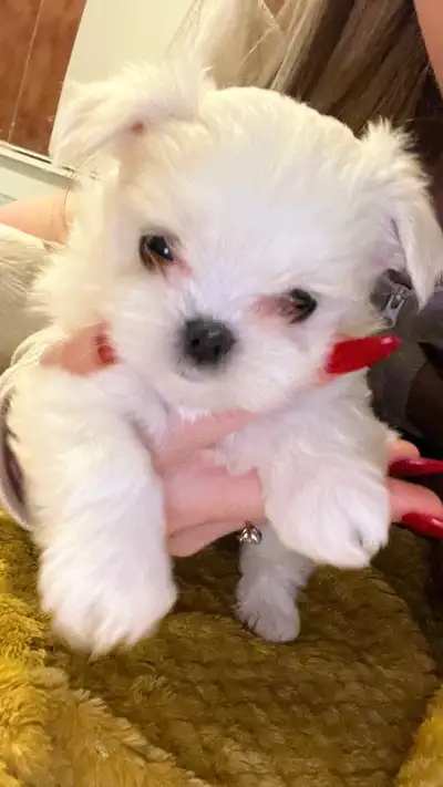 korean minature maltese ( maltipoo , toy poodle , Shihtzu), View more
