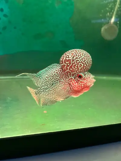 aaa grade flowerhorn two tone full mask, View more