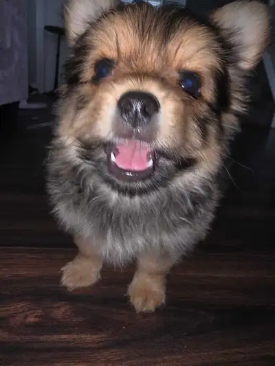 Just ONE boy left  Pom chihu Yorkie, View more