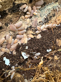 Cubaris murina "Papaya"  Isopods