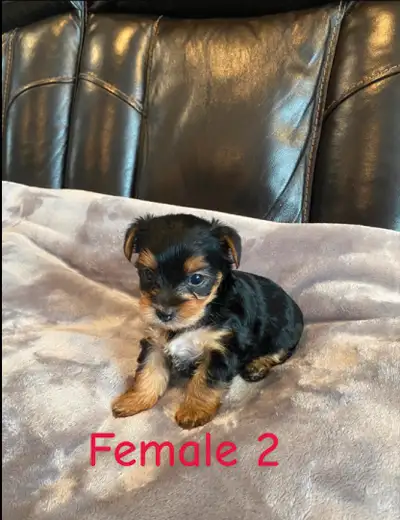 Purebred Yorkshire terrier puppies Ready for their forever home after May 13th ***One female still a...