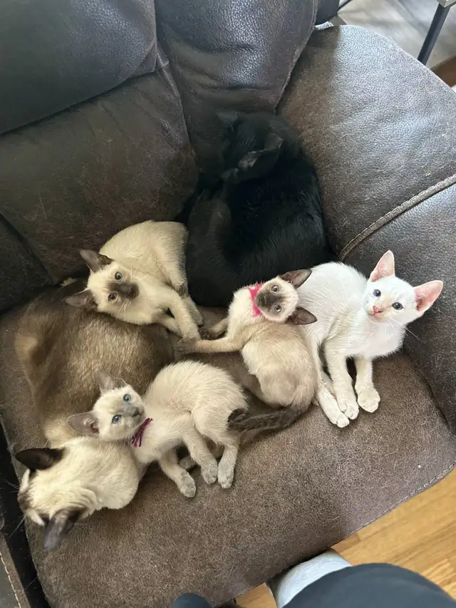 Chatons siamois in Cats & Kittens for Rehoming in Laurentides - Image 8