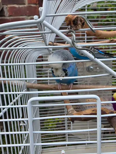 These are lovely English Budgies. They would make a great addition to any home. If you are seeing th...