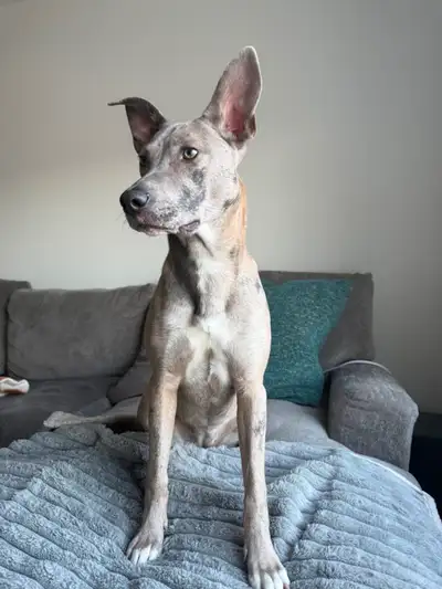 Loving Home Needed for Our Puppy, View more