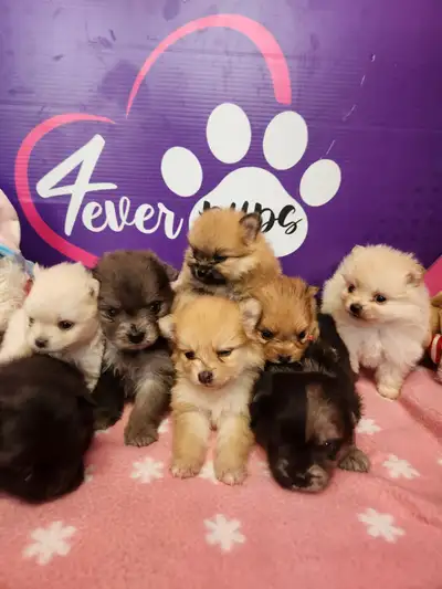 Pomeranian puppies teacup size and normal size, View more
